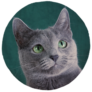 Russian Blue Cat Round Blanket