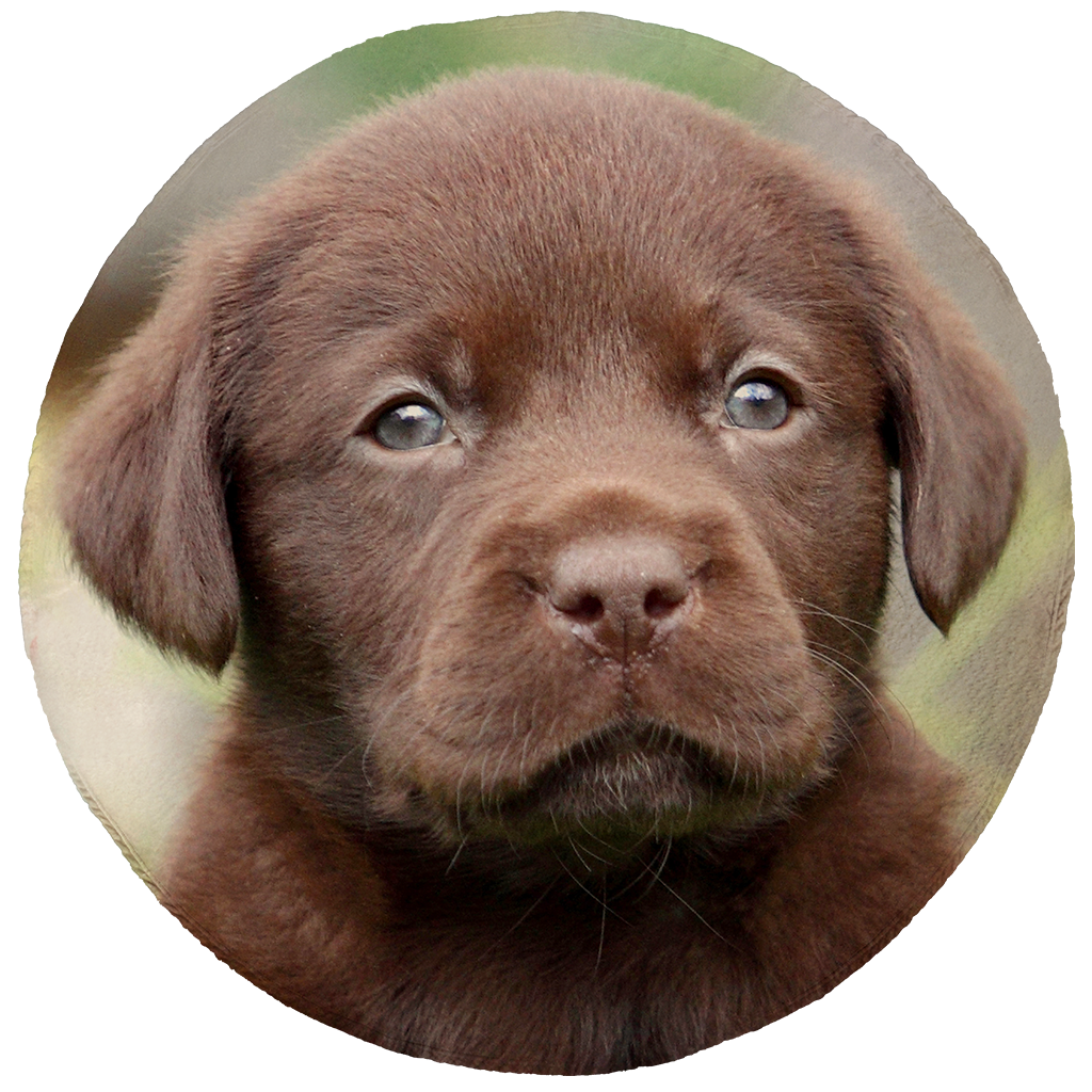 Chocolate lab blanket sale